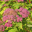 Goldflame Spirea.png